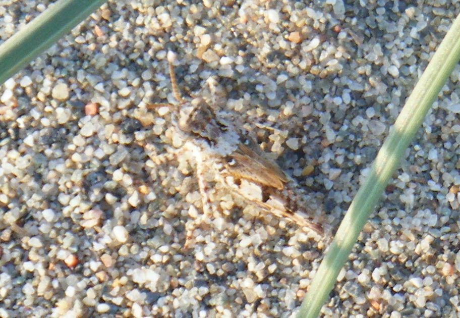 Cavallette della sabbia - Sphingonotus sp. e Acrotylus sp.